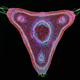 Illustration for article titled Incredible microscopic images from Nikons Small World Photomicrography Competition